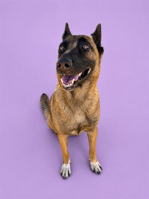 CADENCE (RESCUE ONLY)