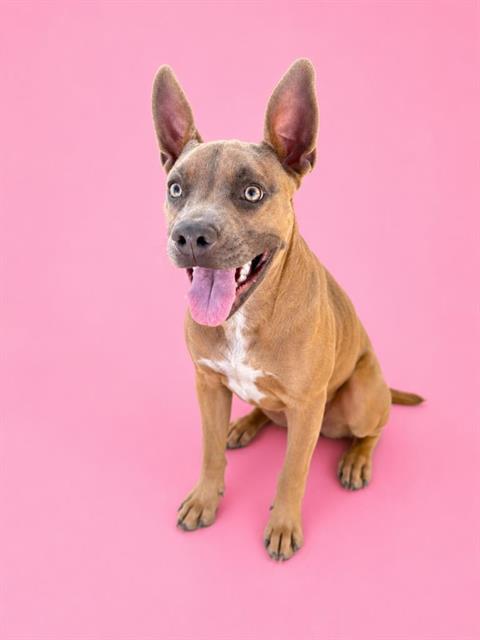 MADELINE, an adoptable Pit Bull Terrier in HESPERIA, CA