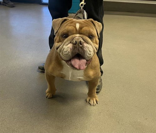 MR. MEATY (RESCUE ONLY)