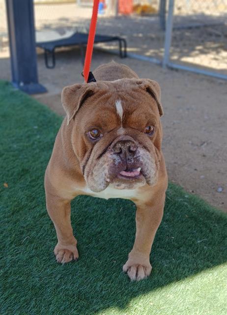 MR. MEATY (RESCUE ONLY), an adoptable English Bulldog in HESPERIA, CA