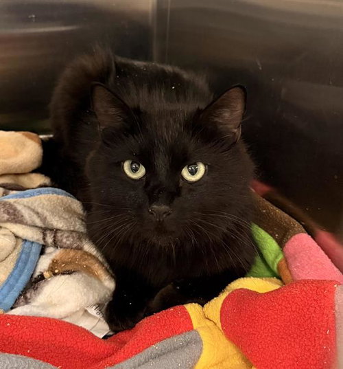 A126125, Adult Domestic Short Hair (medium coat), cat for adoption in Highland, California