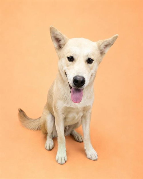 MAX, an adoptable Anatolian Shepherd in HESPERIA, CA