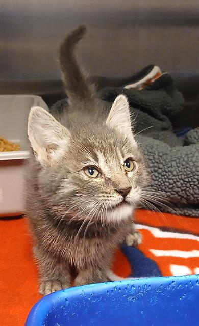 PENNY, Baby Domestic Medium Hair (medium coat), cat for adoption in Highland, California