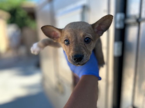 GORDON, an adoptable German Shepherd Dog in HESPERIA, CA