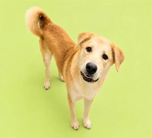 GORDO, an adoptable Anatolian Shepherd in HESPERIA, CA