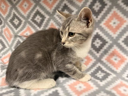 LILY, Baby Domestic Short Hair (medium coat), cat for adoption in Victorville, California