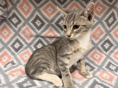LEO, Baby Domestic Short Hair (medium coat), cat for adoption in Victorville, California