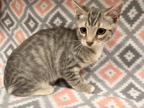 LUKE, Baby Domestic Short Hair (medium coat), cat for adoption in Victorville, California