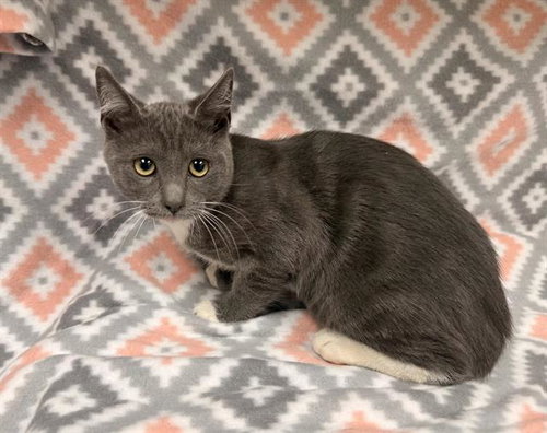 LOUIS, Baby Domestic Short Hair (medium coat), cat for adoption in Victorville, California