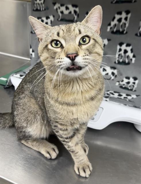 MONTY, Adult Domestic Short Hair (medium coat), cat for adoption in Hesperia, California