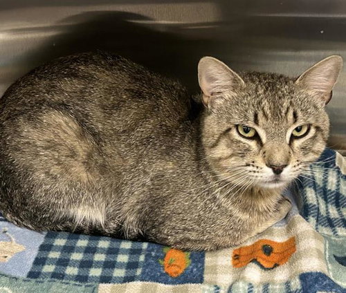 MONTY, an adoptable Domestic Short Hair in HESPERIA, CA