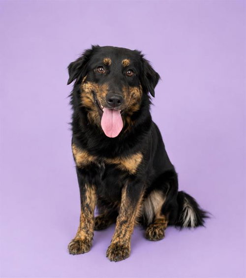 SADIE, an adoptable Border Collie in HESPERIA, CA