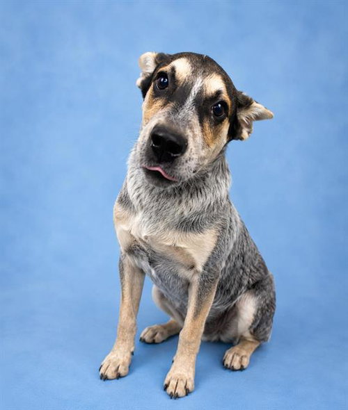SCRABBLE, an adoptable Queensland Heeler in HESPERIA, CA