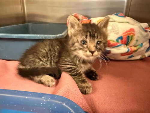 TIGGER, an adoptable Domestic Long Hair in HESPERIA, CA