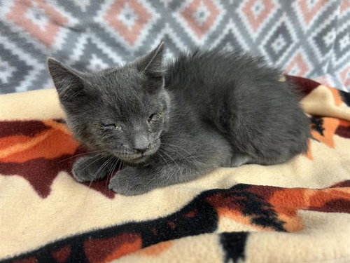 A126198, an adoptable Domestic Short Hair in HESPERIA, CA