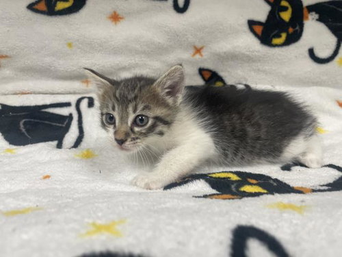 Blankie