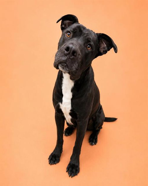 WALDO, an adoptable Pit Bull Terrier in HESPERIA, CA