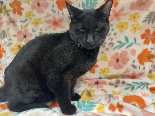 MAX, an adoptable Domestic Short Hair in HESPERIA, CA