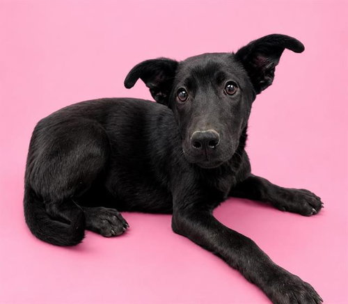 DOGGY PARTON, an adoptable Labrador Retriever in HESPERIA, CA