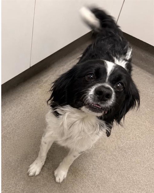 KARL BARX, an adoptable Cavalier King Charles Spaniel in HESPERIA, CA