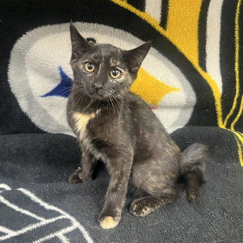 Meowtini