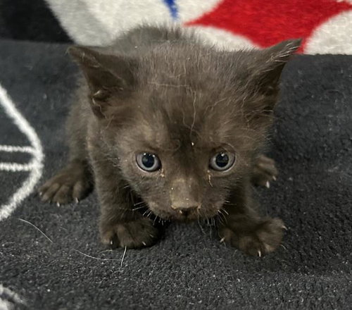 Cleocatra