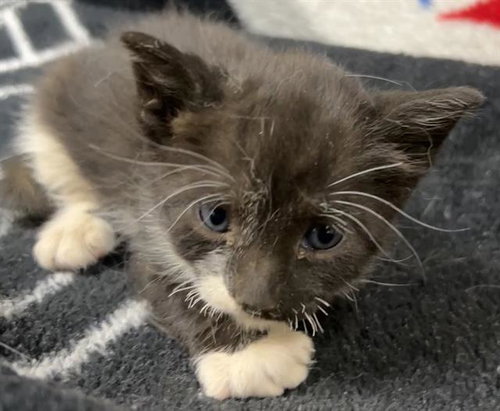 Catniss Everclean