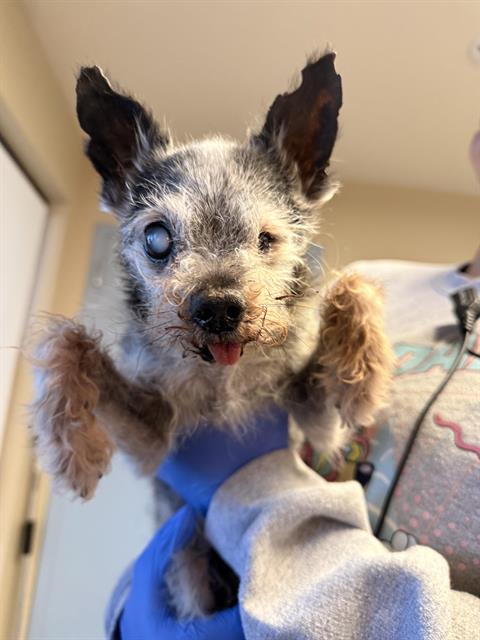 OLD MAN, an adoptable Rat Terrier in HESPERIA, CA