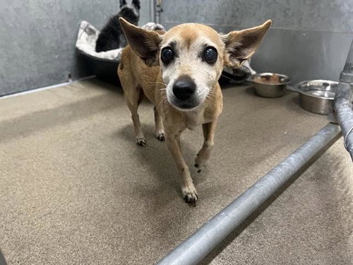 PUPPY, an adoptable Chihuahua in HESPERIA, CA