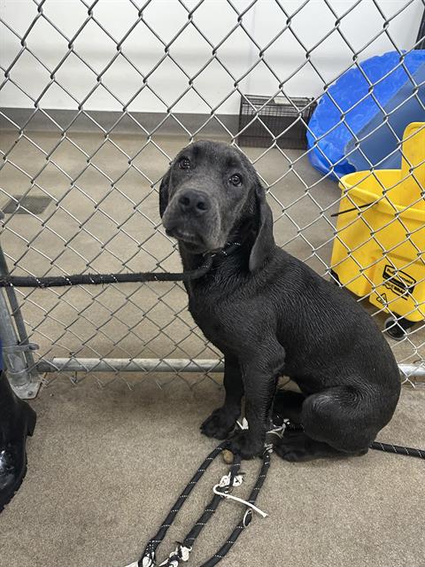 A126591, an adoptable Cane Corso Mastiff in HESPERIA, CA