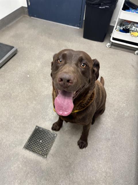 Hershey
