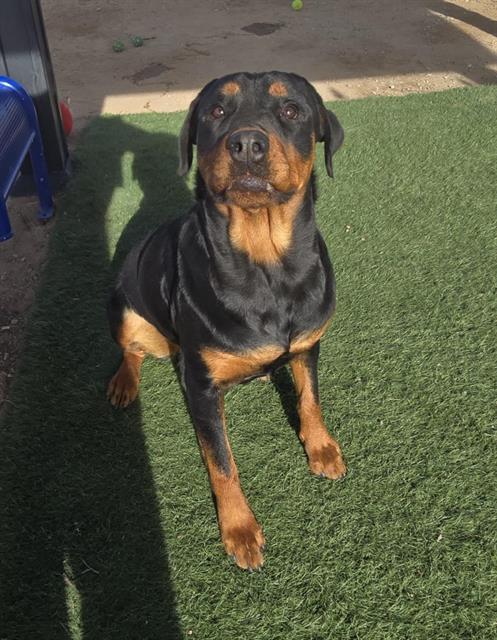 Meeka