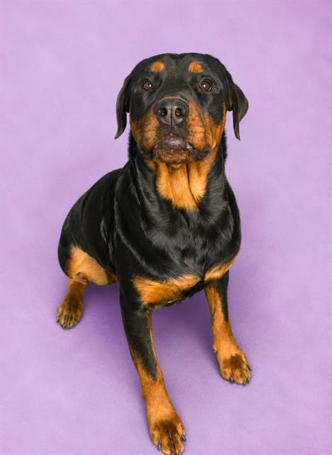 MEEKA