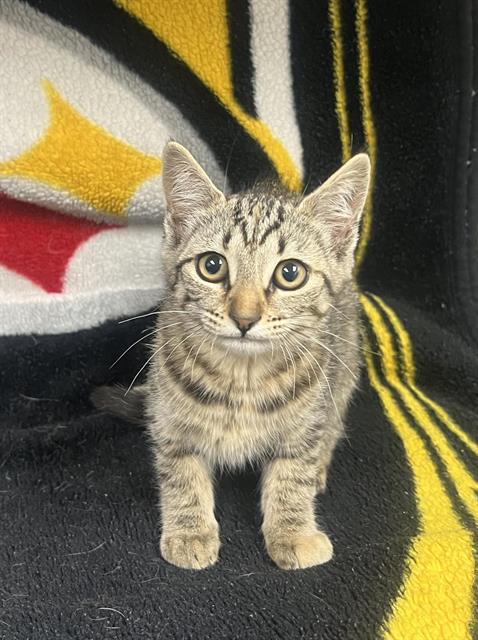 Kitty Purry