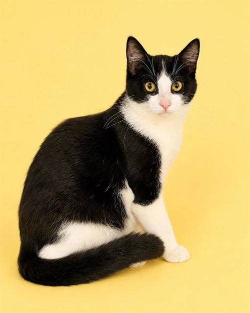 picture of the cat needing adoption