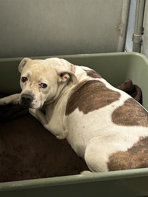 (Rescue Only) Sady