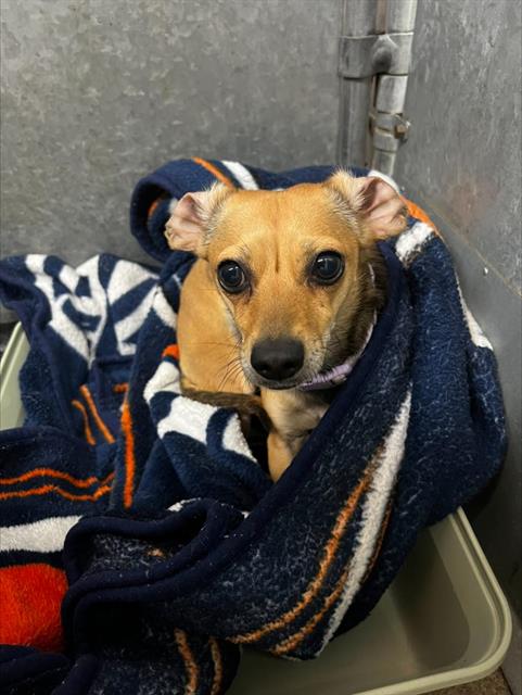 (RESCUE ONLY) BELLA