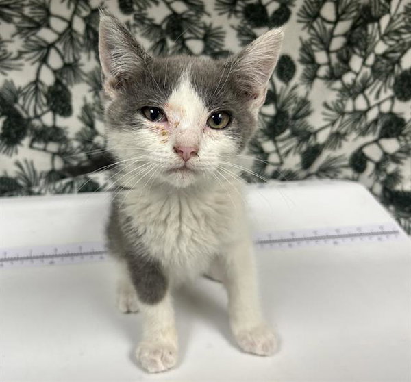 HOBIE (RESCUE ONLY)
