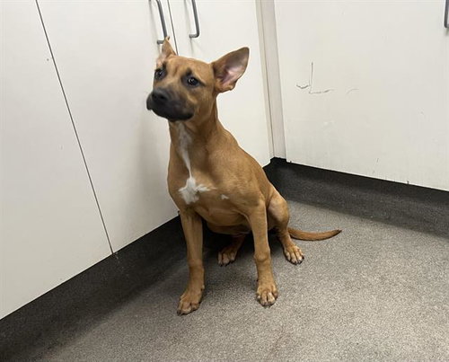 Nina