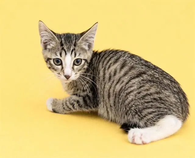Marbles - Domestic Short Hair