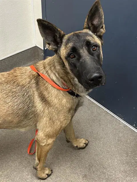 Bailey - Belgian Shepherd Malinois