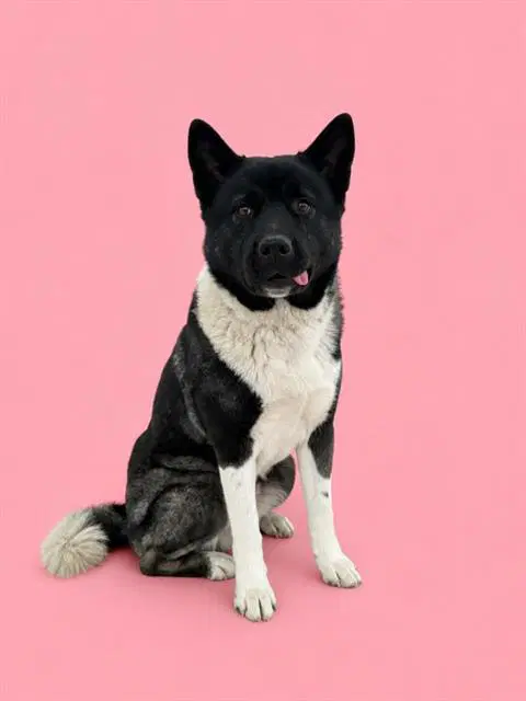 Nikita - Akita
