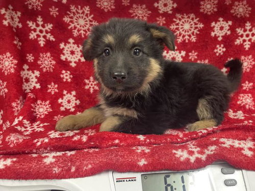 Zena