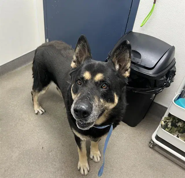 Unknown - German Shepherd Dog