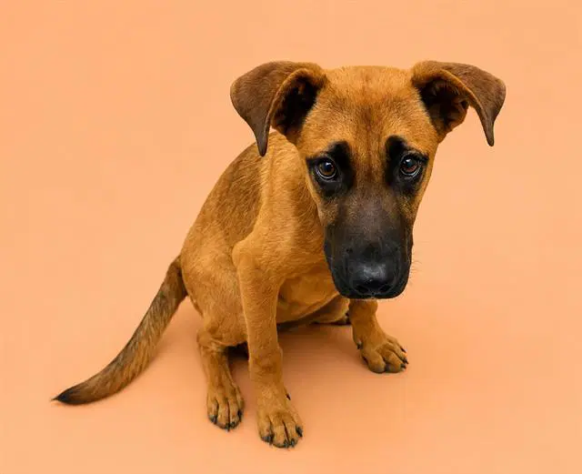 Rolo - Black Mouth Cur