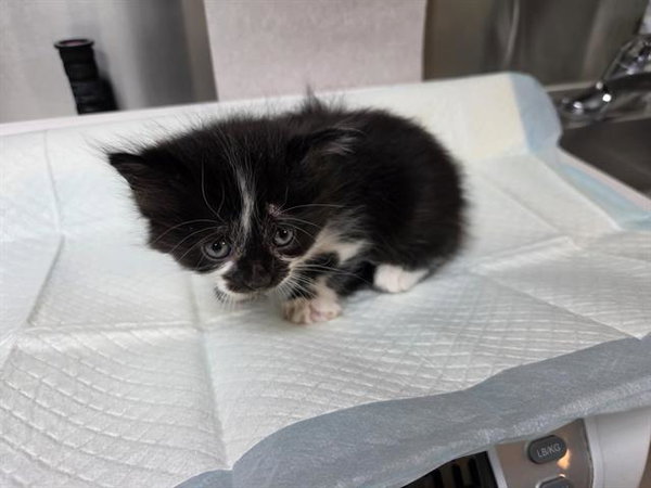 PANDA (RESCUE ONLY)