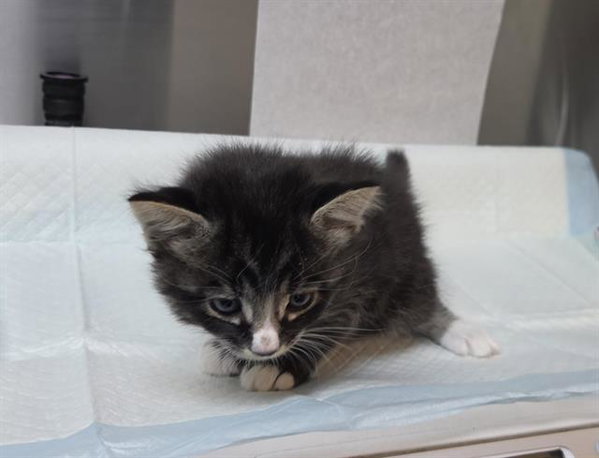 COYOTE (RESCUE ONLY)