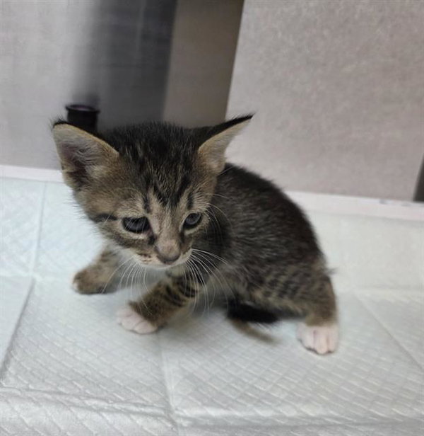 BATTY (RESCUE ONLY)