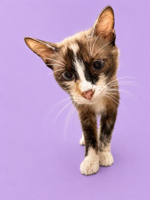 picture of the cat needing adoption