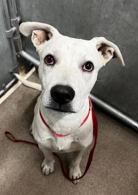 Unknown - American Staffordshire Terrier